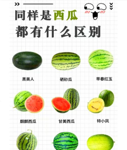 怎么样的西瓜,挑选技巧,口感判断 怎么样的西瓜,挑选技巧,口感判断