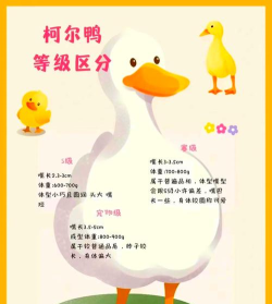 怎么养小鸭子,新手入门指南,常见问题解答 怎么养小鸭子,新手入门指南,常见问题解答