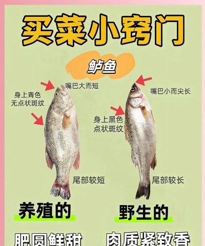 如何抓小鱼,掌握实用技巧,轻松享受乐趣 如何抓小鱼,掌握实用技巧,轻松享受乐趣