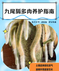 狐狸如何养,了解基本习性,掌握饲养要点 狐狸如何养,了解基本习性,掌握饲养要点