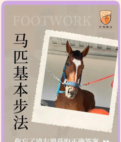 怎么驯服马,建立信任关系,掌握基础技巧 怎么驯服马,建立信任关系,掌握基础技巧