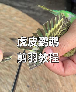 翅膀怎么剪,安全操作要点,新手必看指南 翅膀怎么剪,安全操作要点,新手必看指南