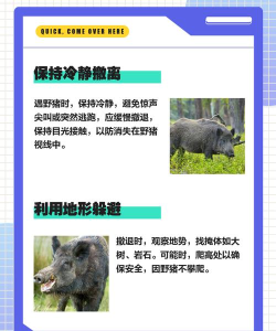 野猪怎么打,安全第一,方法要选对 野猪怎么打,安全第一,方法要选对