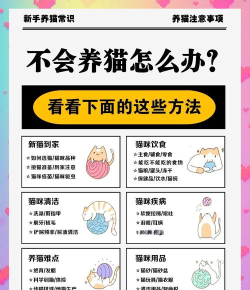 怎么溜猫,安全又轻松,新手也能上手 怎么溜猫,安全又轻松,新手也能上手