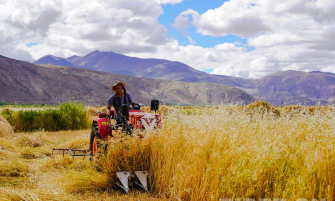 如何收麦,掌握关键步骤,确保颗粒归仓 如何收麦,掌握关键步骤,确保颗粒归仓