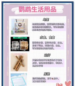 如何驯服鸟,建立信任关系,掌握关键技巧 如何驯服鸟,建立信任关系,掌握关键技巧