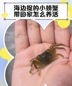 怎么逮螃蟹,掌握技巧方法,轻松收获满满 怎么逮螃蟹,掌握技巧方法,轻松收获满满