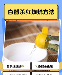 怎么杀蜘蛛,常见方法,实用建议 怎么杀蜘蛛,常见方法,实用建议