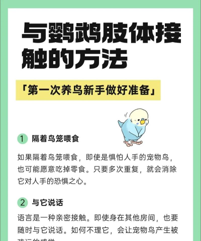 怎么训鹦鹉,掌握基础方法,建立信任关系 怎么训鹦鹉,掌握基础方法,建立信任关系