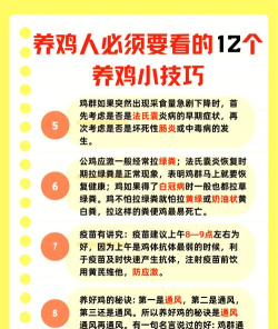 怎么找到鸡,解决常见问题,提供实用方法 怎么找到鸡,解决常见问题,提供实用方法