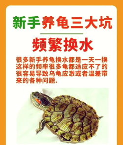 龟怎么杀,处理步骤详解,新手也能轻松上手 龟怎么杀,处理步骤详解,新手也能轻松上手