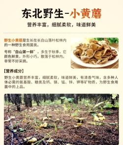 蘑菇怎么养,掌握关键步骤,轻松收获美味 蘑菇怎么养,掌握关键步骤,轻松收获美味