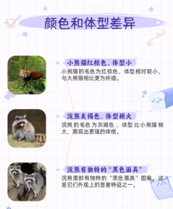 浣熊怎么读,发音要点,常见误区 浣熊怎么读,发音要点,常见误区