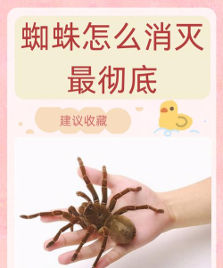 怎么消灭蜘蛛,快速有效方法,家庭安全防护 怎么消灭蜘蛛,快速有效方法,家庭安全防护