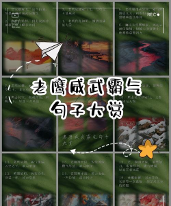 如何驯服鹰,掌握关键技巧,建立信任关系 如何驯服鹰,掌握关键技巧,建立信任关系