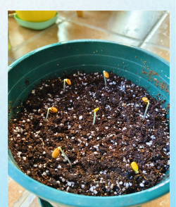 西瓜子怎么种,选对品种,轻松发芽 西瓜子怎么种,选对品种,轻松发芽