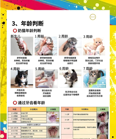 怎么领养猫咪,了解正规渠道,做好领养准备 怎么领养猫咪,了解正规渠道,做好领养准备