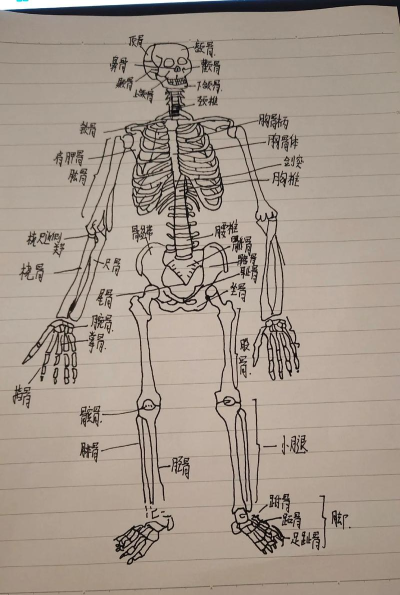 骨头怎么拼,拼写要点,常见错误 骨头怎么拼,拼写要点,常见错误