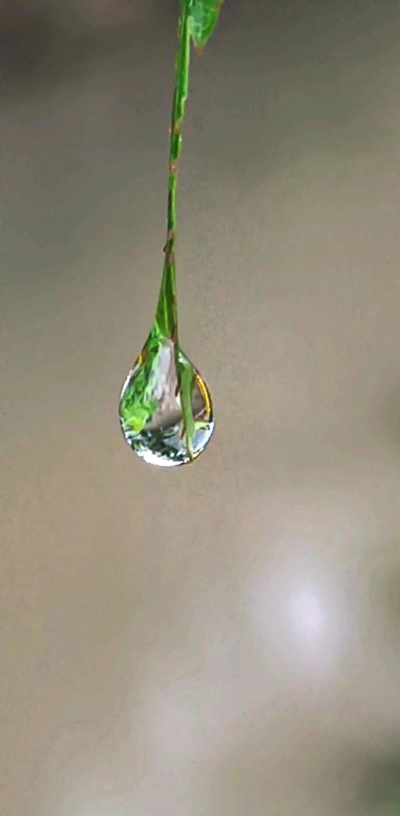 雨滴怎么拍,捕捉瞬间美感,掌握关键技巧 雨滴怎么拍,捕捉瞬间美感,掌握关键技巧