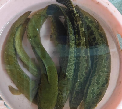 七星鱼怎么钓,掌握关键技巧,提升上鱼率 七星鱼怎么钓,掌握关键技巧,提升上鱼率