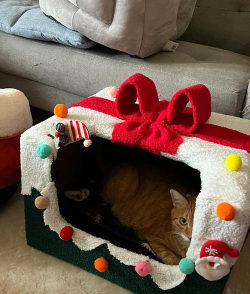 小猫的窝怎么做,材料选择很关键,舒适安全最重要 小猫的窝怎么做,材料选择很关键,舒适安全最重要