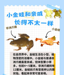 怎么养青蛙,了解基本习性,掌握饲养要点 怎么养青蛙,了解基本习性,掌握饲养要点