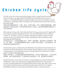 鸡怎么来的,从蛋到鸡,生命起源的探索 鸡怎么来的,从蛋到鸡,生命起源的探索