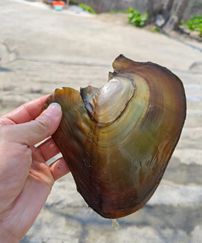 河蚌怎么抓,掌握技巧方法,轻松收获美味 河蚌怎么抓,掌握技巧方法,轻松收获美味