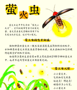 萤火虫怎么抓,方法要温和,地点要选对 萤火虫怎么抓,方法要温和,地点要选对
