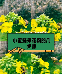 如何采花粉,掌握正确方法,提高采集效率 如何采花粉,掌握正确方法,提高采集效率