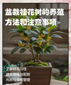 桂花树怎么种植,掌握关键步骤,轻松打造满园芬芳 桂花树怎么种植,掌握关键步骤,轻松打造满园芬芳
