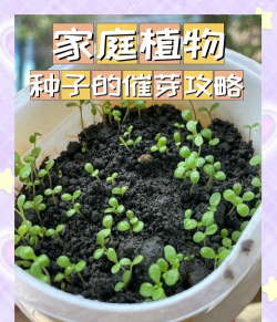 怎么做种子,从选种到发芽,新手也能轻松上手 怎么做种子,从选种到发芽,新手也能轻松上手