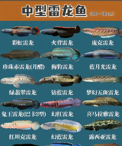 雷龙怎么获得,捕捉方法详解,快速入手技巧 雷龙怎么获得,捕捉方法详解,快速入手技巧