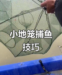 如何逮鱼,掌握实用技巧,轻松捕获美味 如何逮鱼,掌握实用技巧,轻松捕获美味