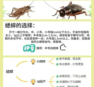 如何斗蛐蛐,掌握基本技巧,体验传统乐趣 如何斗蛐蛐,掌握基本技巧,体验传统乐趣