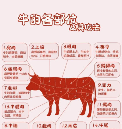 怎样养牛如何养牛,新手入门指南,常见问题解答 怎样养牛如何养牛,新手入门指南,常见问题解答