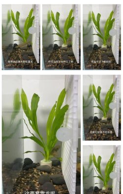 雷龙怎么打,掌握关键技巧,轻松应对挑战 雷龙怎么打,掌握关键技巧,轻松应对挑战