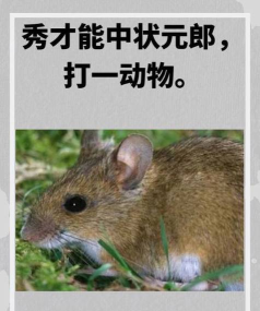 鼬鼠怎么读 鼬鼠怎么读