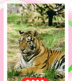 棕熊饲料怎么做 棕熊饲料怎么做