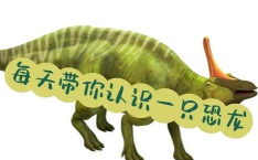 美颌龙怎么读 美颌龙怎么读