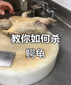 乌龟怎么杀 乌龟怎么杀