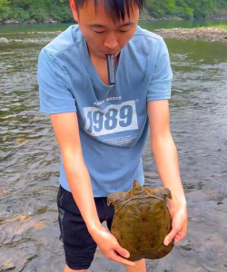 甲鱼怎么抓 甲鱼怎么抓