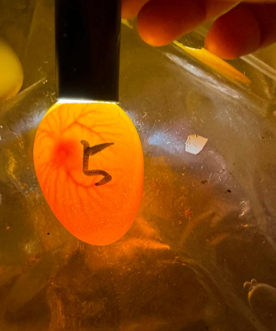 鸡蛋怎么孵 鸡蛋怎么孵