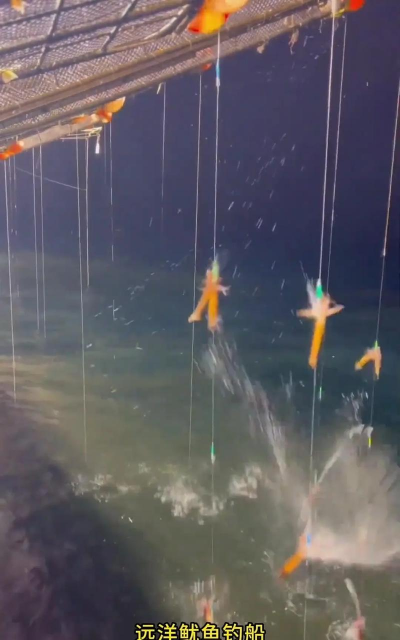 怎么钓鱿鱼 怎么钓鱿鱼