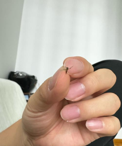 怎么抓蚊子 怎么抓蚊子