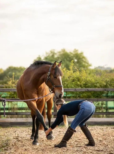 马怎么驯服 马怎么驯服