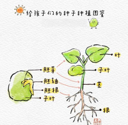 怎么找种子 怎么找种子