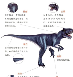 暴龙怎么样 暴龙怎么样