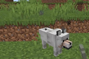 怎么驯服狼 怎么驯服狼