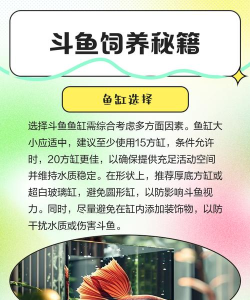 斗鱼怎么玩 斗鱼怎么玩